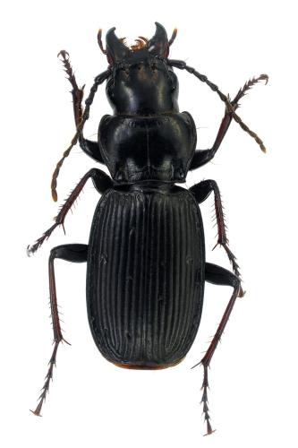 Pterostichus truncatus